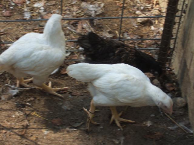 24364_dscf4521.jpg