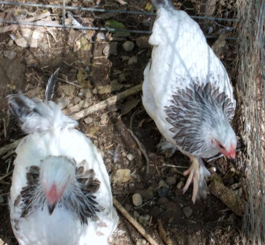 24364_dscf4651.jpg