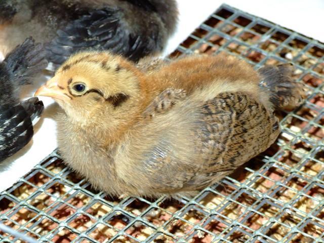 24413_hennypenny.jpg