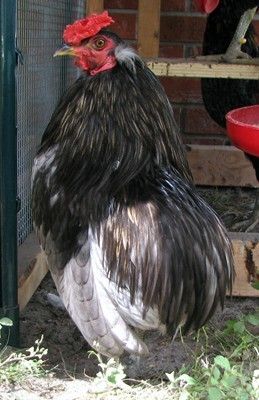 24456_araucana_cockerels_001_resize.jpg