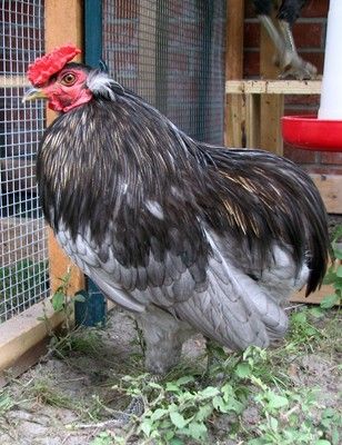 24456_araucana_cockerels_004_resize.jpg