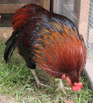 24456_araucana_cockerels_020_resize.jpg