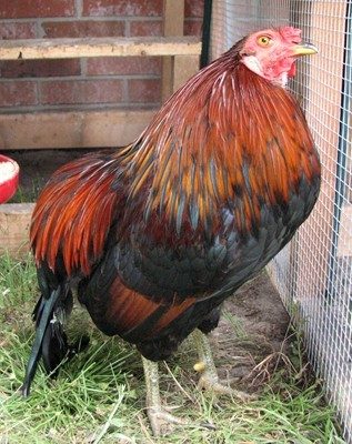 24456_araucana_cockerels_021_resize.jpg