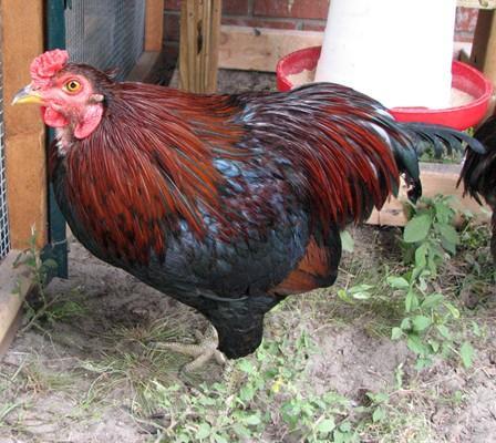 24456_araucana_cockerels_026_resize.jpg