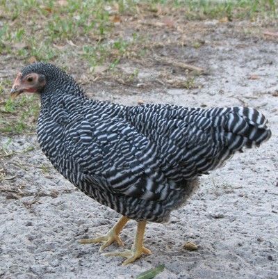 24456_bantam_barred_plymouth_rock_001_resize.jpg