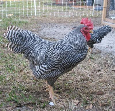 24456_bantam_barred_plymouth_rock_002_resize.jpg