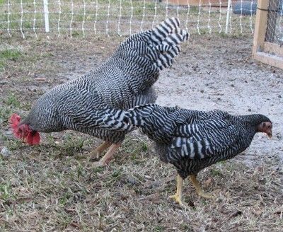 24456_bantam_barred_plymouth_rock_004_resize.jpg