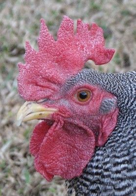 24456_bantam_barred_plymouth_rock_005_resize.jpg