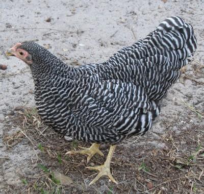 24456_bantam_barred_plymouth_rock_012_resize.jpg