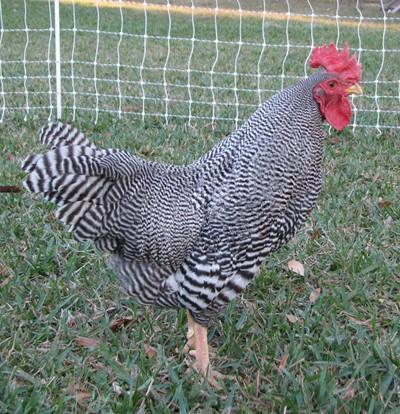 24456_bantam_barred_plymouth_rock_016_resize.jpg