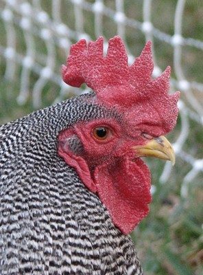 24456_bantam_barred_plymouth_rock_017_resize.jpg