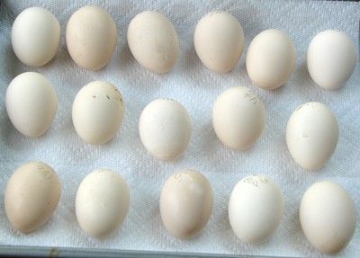 24456_egg_shipment_013.jpg