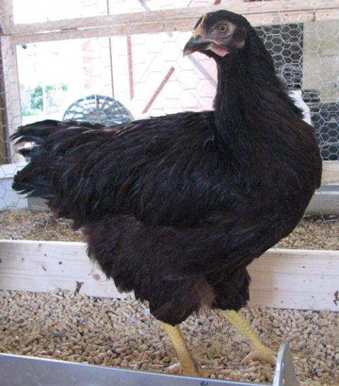 24456_ilene_1.jpg