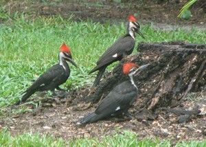 24456_pileated_23.jpg
