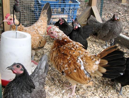 24456_pyncheon_pullets_1.jpg