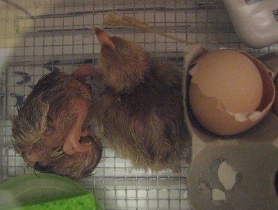 24456_rir_hatch_11-8_026jpg_resize.jpg