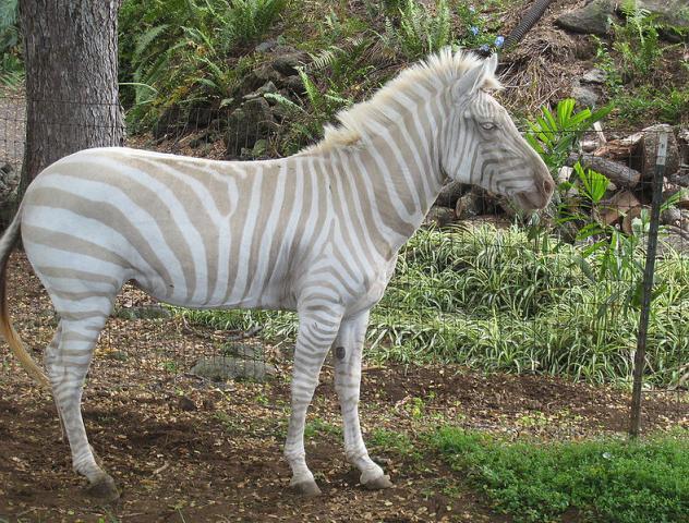 24462_albino_zebra.jpg