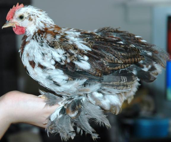 24463_mf_cochin_2_roo_8.jpg