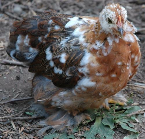 24463_mf_cochin_pullet.jpg