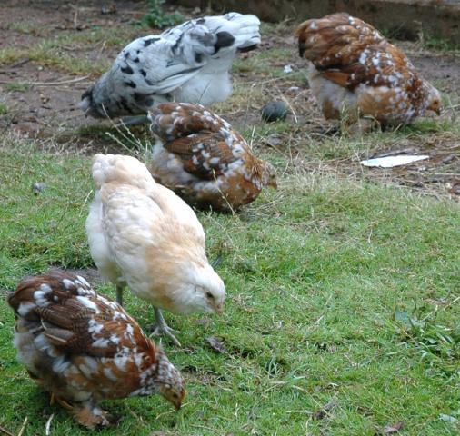 24463_mfc_3_pullets.jpg