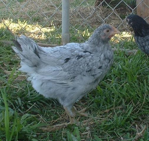 24471_splashcoppermarans1.jpg