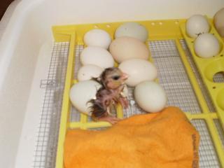 24485_new_camera_chicken_008.jpg