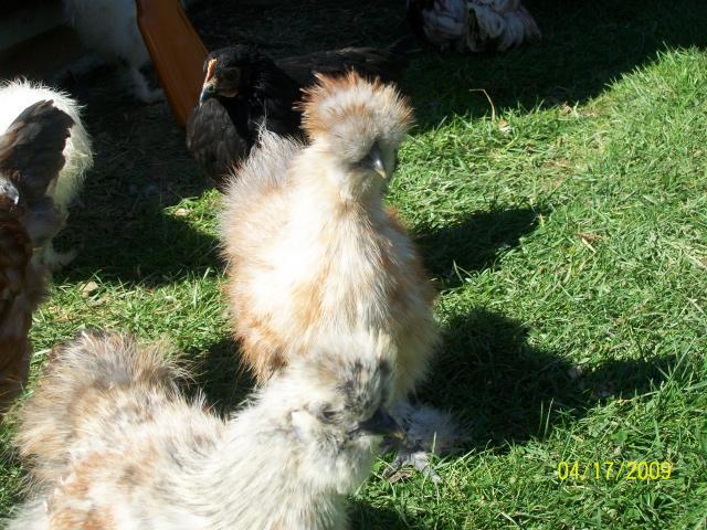 24530_100_0996.jpg