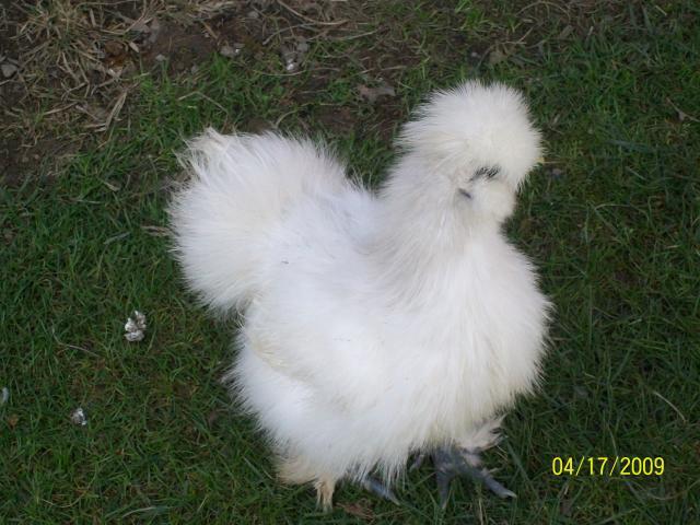 24530_100_1001.jpg
