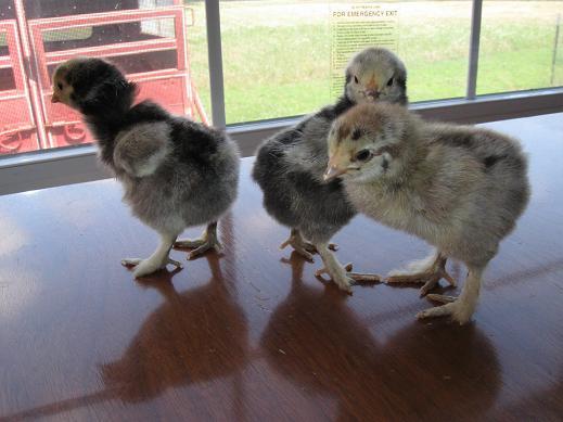 24555_brahma_chicks.jpg