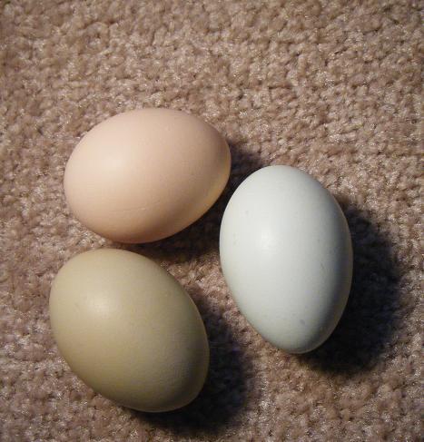 24555_egg.jpg