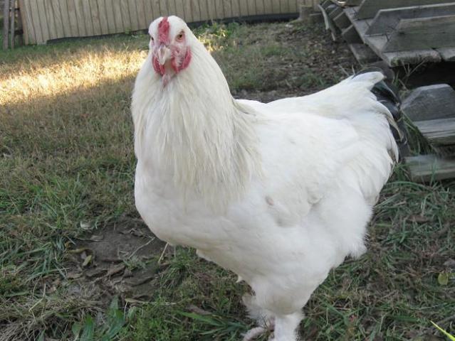 24555_white_roo.jpg