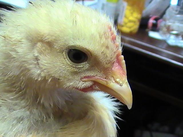 24631_heaven_april_2009_008.jpg