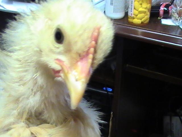 24631_heaven_april_2009_009.jpg