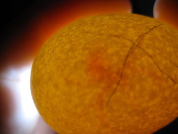 24634_egg_day_5shot_2.jpg
