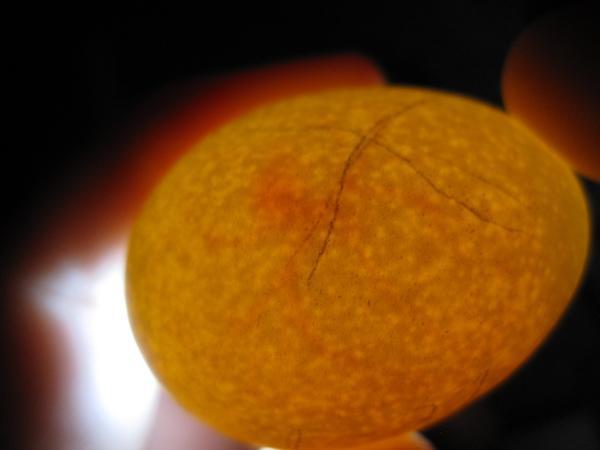 24634_egg_veins_day_5.jpg