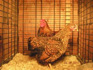 24637_gl_wyandotte_bantam_pair.jpg