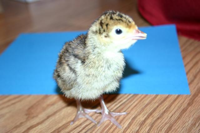 24651_baby_turkeys033109_011.jpg