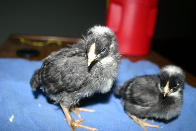 24651_chickens_and_kittens_june_2011_009.jpg