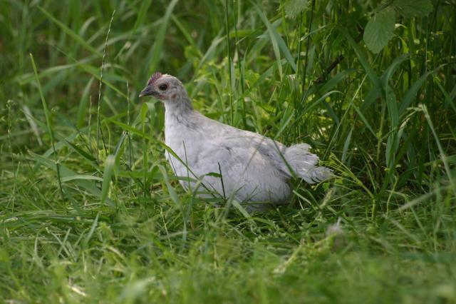 24651_may2009chicks_013.jpg