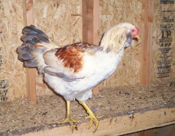 24658_roosters_006.jpg