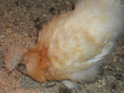 24661_red_paint_hen.jpg