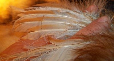 24661_red_roan_paint_roo_wing.jpg
