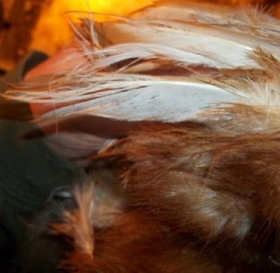 24661_red_roan_paint_roo_wing_specs.jpg