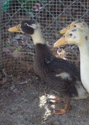 24661_weird_ancona_duckling.jpg
