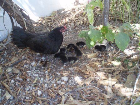 24676_mama_hen.jpg