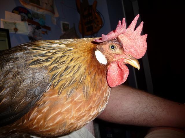 24691_biache_big.jpg