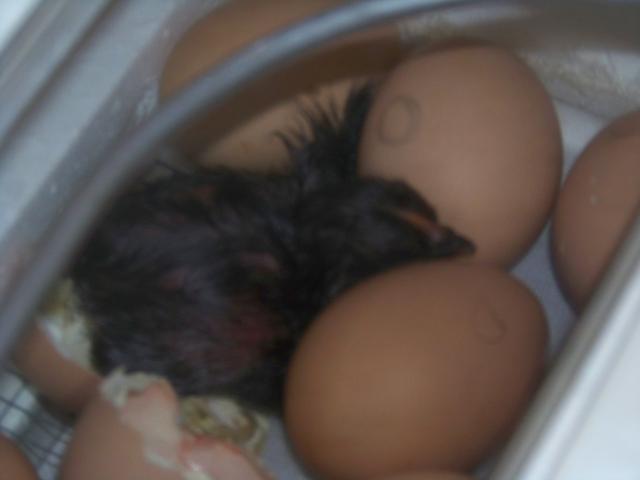 24696_1st_chick_007.jpg