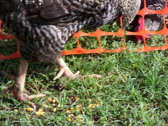 24696_chicken_injuries_018.jpg