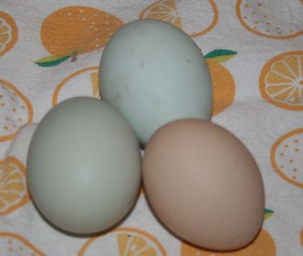 24697_20090702_4.jpg