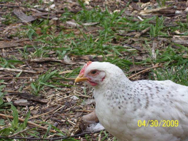 24697_chicken4.jpg